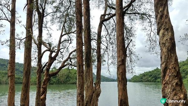 雨後澎湃滿滿的城門水塘【白千層及大城石澗👣】