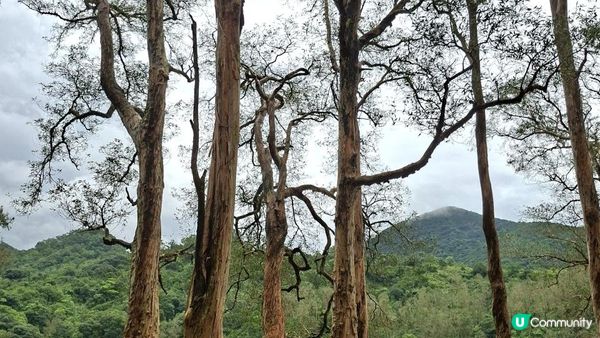 雨後澎湃滿滿的城門水塘【白千層及大城石澗👣】