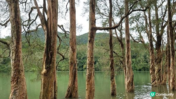 雨後澎湃滿滿的城門水塘【白千層及大城石澗👣】
