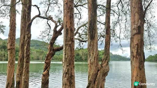 雨後澎湃滿滿的城門水塘【白千層及大城石澗👣】