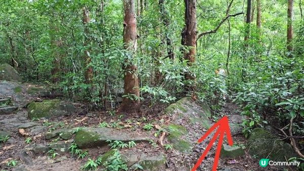 雨後澎湃滿滿的城門水塘【白千層及大城石澗👣】