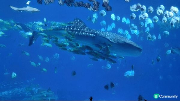 珠海長隆海洋王國真係好好玩，入面有好多海洋生物， 有鯨鯊， ...