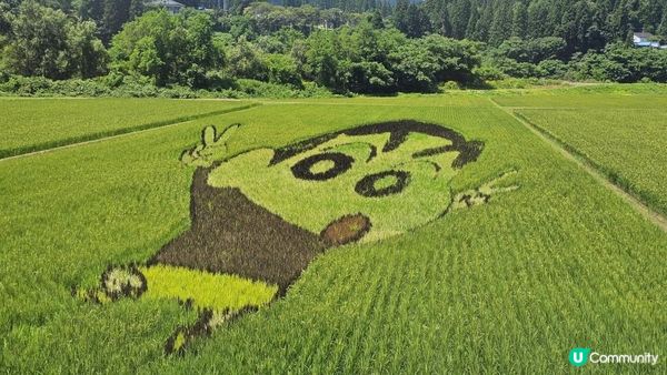 全日本最美慢活鐵道！列車變身「移動展望台」睇稻田彩繪🎨