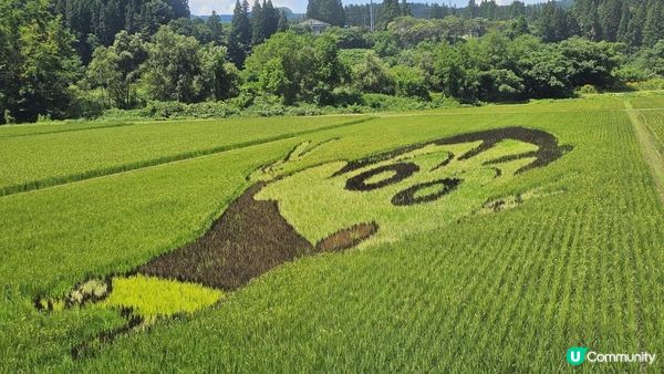 全日本最美慢活鐵道！列車變身「移動展望台」睇稻田彩繪🎨