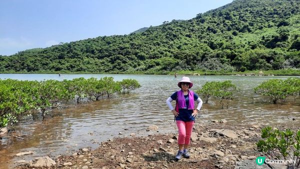 【深涌至井頭沿海輕鬆遊】榕樹澳、企嶺下老圍/新圍、瓦窰頭