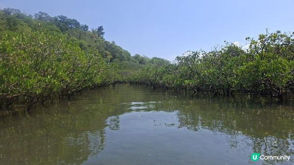 夏季獨木舟🛶玩水系列💦【大埔汀角•紅樹林】