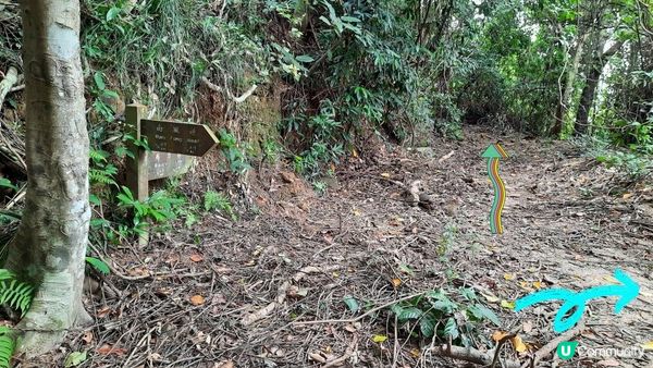 【黃竹坑至灣仔行山篇】石刻、鷹咀石、面具石🎭、聶高信山、金馬倫山