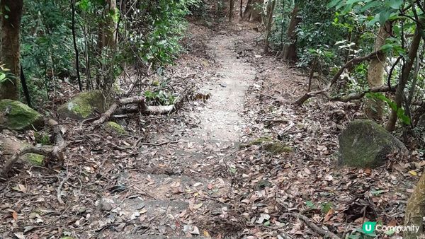 【黃竹坑至灣仔行山篇】石刻、鷹咀石、面具石🎭、聶高信山、金馬倫山