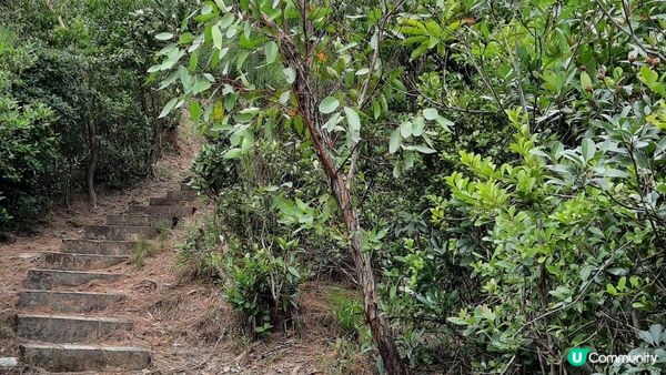 【黃竹坑至灣仔行山篇】石刻、鷹咀石、面具石🎭、聶高信山、金馬倫山