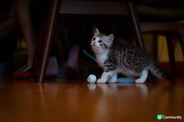 #寵物老大#我係亞發仔，喜歡踢波仔,玩完瞓覺仔💤💤！喜歡我要...