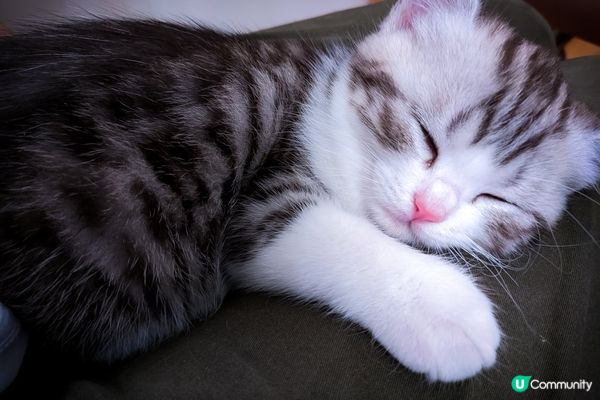 #寵物老大#我係亞發仔，喜歡踢波仔,玩完瞓覺仔💤💤！喜歡我要...