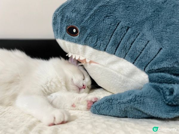 我見過貓貓與鯊鯊相戀的時刻