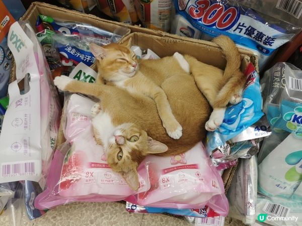 我見過最親暱貓咪的連體時刻