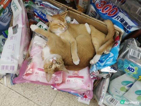 我見過最親暱貓咪的連體時刻