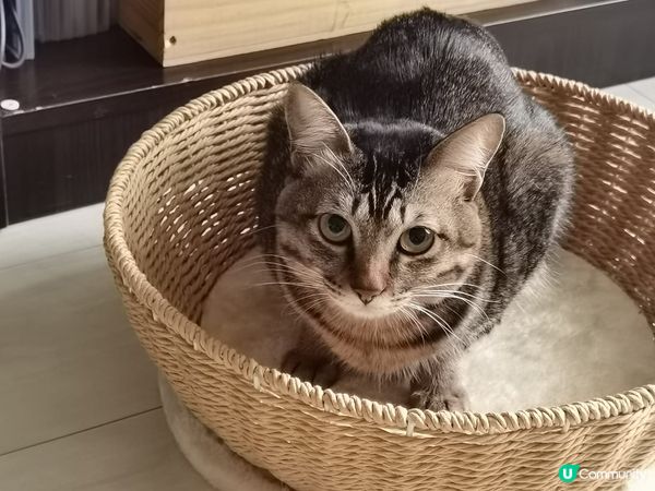 睇吓我幾苗條，我仲有好多位！係個貓窩大姐，足夠容納2隻貓貓！...