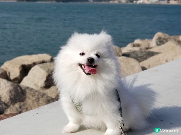 香港其中一個美麗公園～Creamie💞: 跟家人去迪欣湖好開...