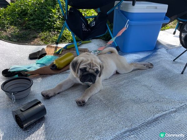 聽到話秋天黎左開季啦，班人類好似好開心左孭右孭去到個草地然後...