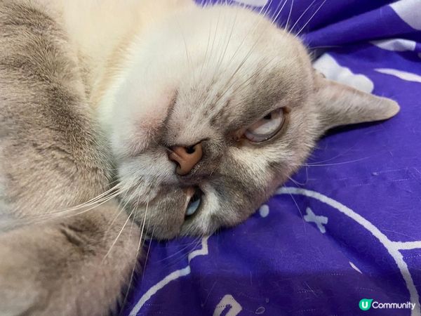 🐱你點解可以反白眼翻到咁搞笑，即刻幫你呀影張古怪相先😂