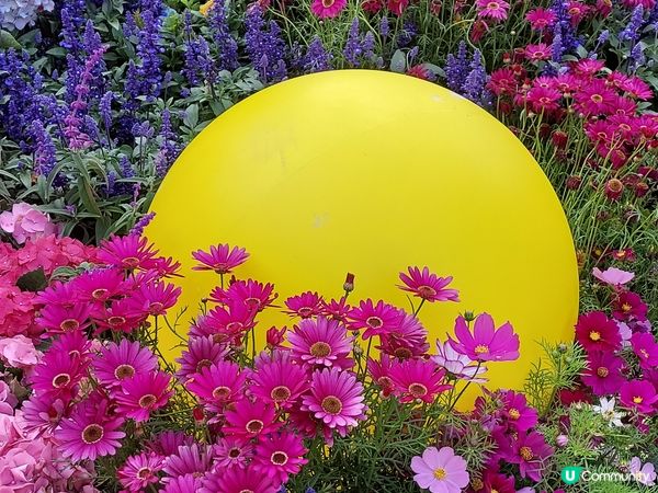 香港花卉展覽2023