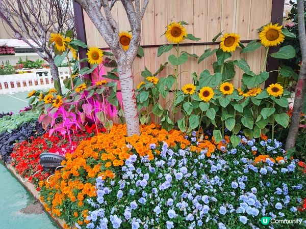 香港花卉展覽2023