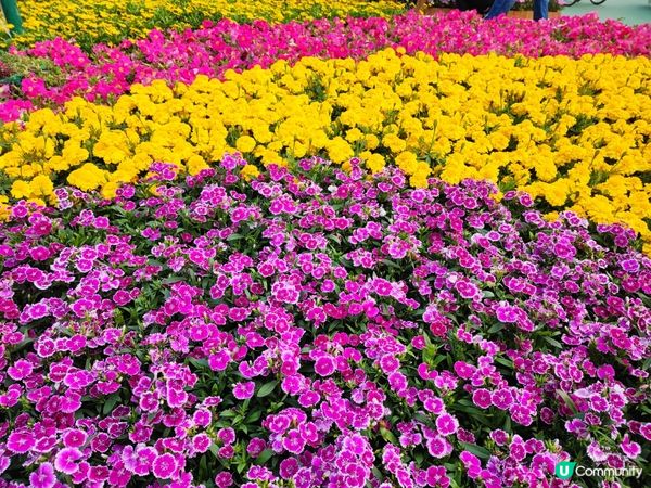 香港花卉展覽2023