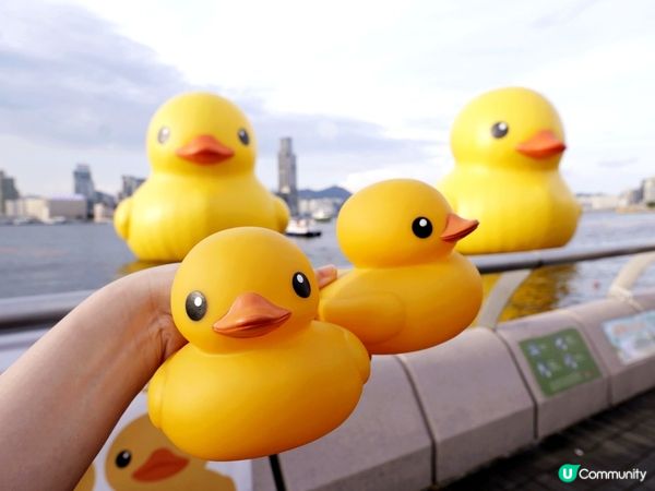 十年前買的正版小黃鴨又可以出場了
