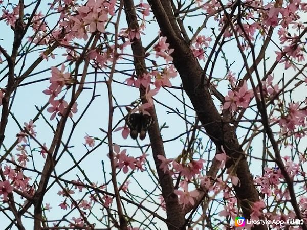 香港赤鱲角南路櫻花公園