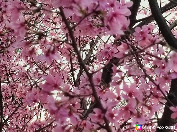 香港赤鱲角南路櫻花公園