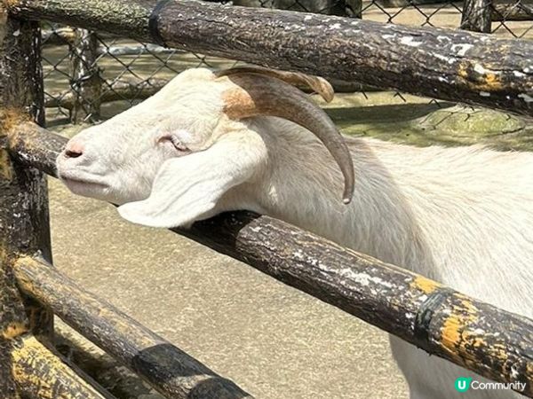 同屋企人去咗台灣旅行，無論係六福村嘅機動遊戲同動物、山形閣酒...