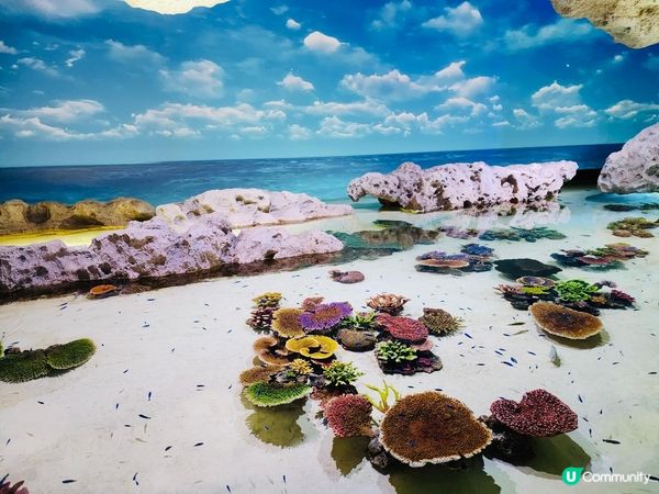 剛剛去左沖繩 真係勁靚 即使朝頭早太陽岩岩出黎 都可以影到靚...