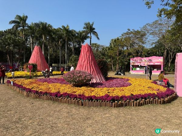 令人失望的深圳東湖公園菊花展