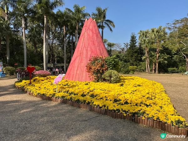 令人失望的深圳東湖公園菊花展