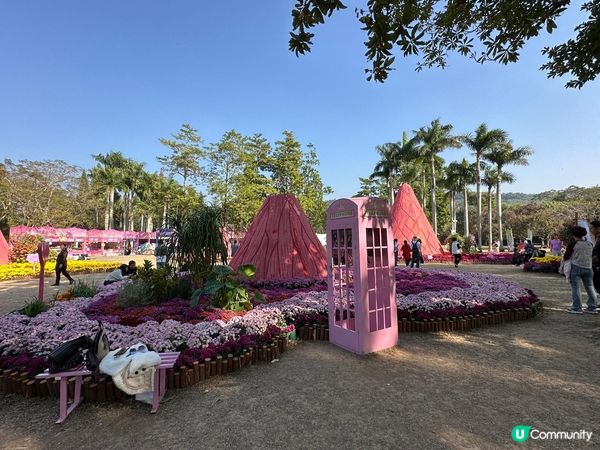 令人失望的深圳東湖公園菊花展