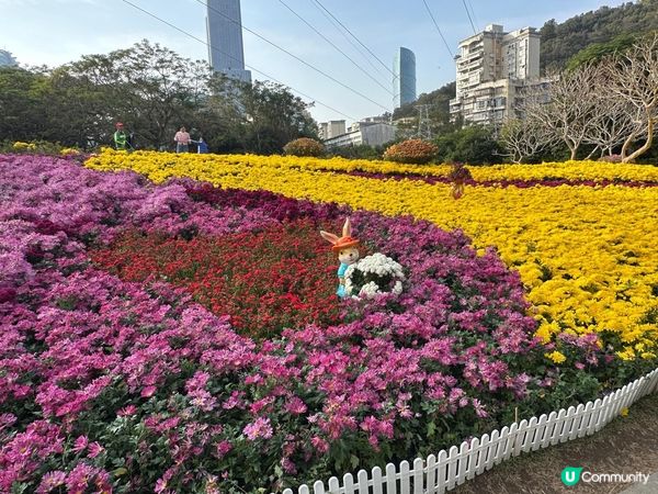 令人失望的深圳東湖公園菊花展