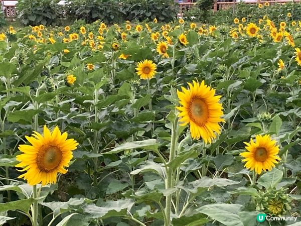 向日葵花海