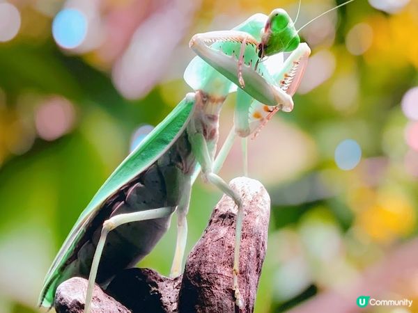 【美國-Las Vegas】拉斯維加斯新地標│全球最大球體│Sphere