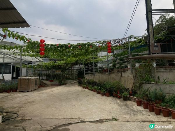 火龍果園採摘樂 🌸