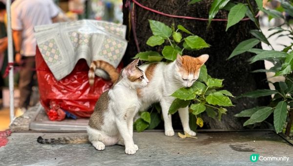 我最鐘意去嘅西九文化區，可以散下步睇下風景。仲有好鐘意尋找香...
