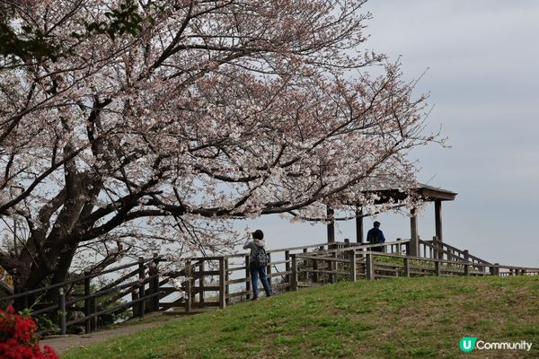 福岡市賞櫻景點，西公園係日本百大賞櫻景點。喺呢個可以一覽博多...