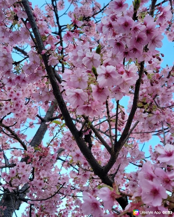 🌸櫻花之美🌸
