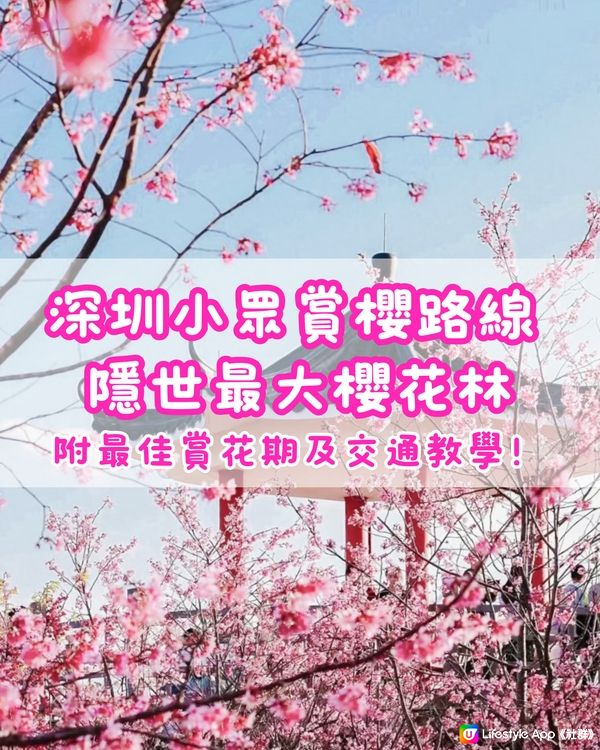 🌸小眾賞櫻路線 深圳隱世最大櫻花林🌸