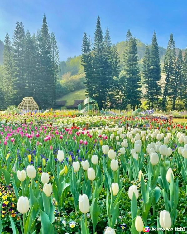 ‼️最後3日🌷深圳花展延期結束 大型鬱金香花海🌷