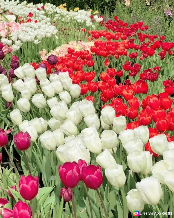 ‼️最後3日🌷深圳花展延期結束 大型鬱金香花海🌷