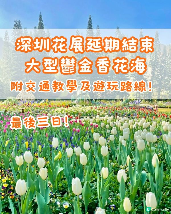 ‼️最後3日🌷深圳花展延期結束 大型鬱金香花海🌷