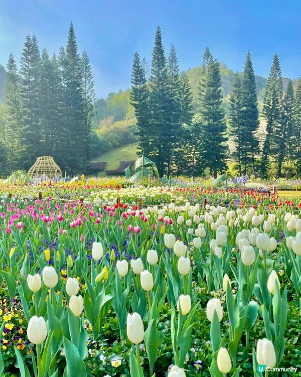 ‼️最後3日🌷深圳花展延期結束 大型鬱金香花海🌷