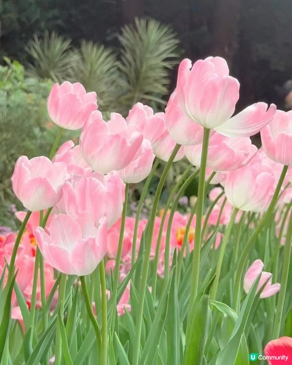 ‼️最後3日🌷深圳花展延期結束 大型鬱金香花海🌷