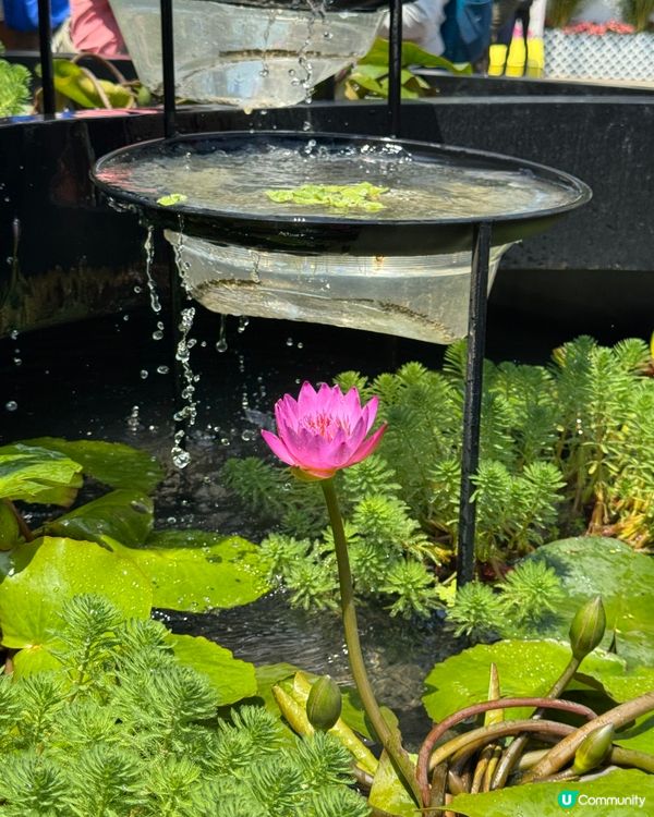 香港花卉展2025。走進繽紛的童話世界🌸🌼🌷🪻💐最後3日‼️