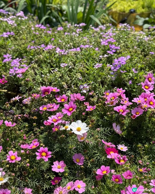 香港花卉展2025。走進繽紛的童話世界🌸🌼🌷🪻💐最後3日‼️