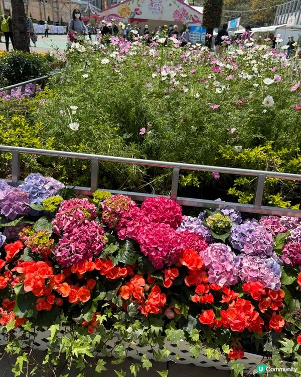 香港花卉展2025。走進繽紛的童話世界🌸🌼🌷🪻💐最後3日‼️