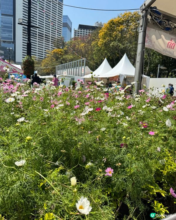 香港花卉展2025。走進繽紛的童話世界🌸🌼🌷🪻💐最後3日‼️